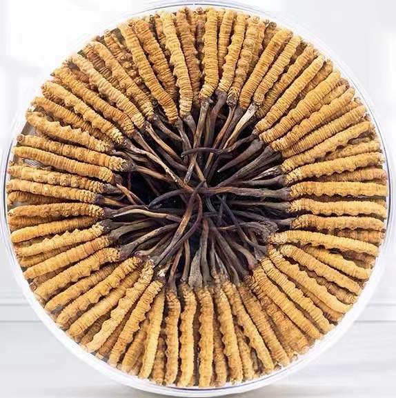 北泉镇冬虫夏草回收